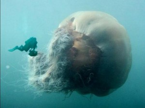 jellyfish-cyanea-arctica