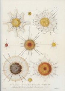 Scan 3 Haeckel 4
