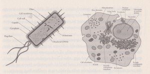 cellule bactérie 001