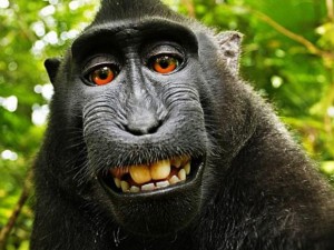 Le-singe-qui-prenait-des-selfies-ne-peut-etre-proprio-de-ses-photos_width620